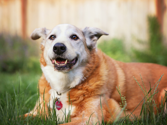 Senior Pet Care: 7 Ways to Add Healthy Years to Your Aging Dog or Cat