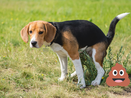 6 Signs Your Pet Needs Probiotics (And It's Not Just About Poop)