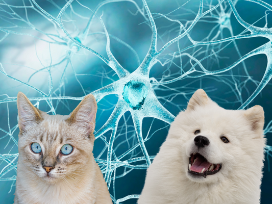 The Science Behind NMN for Pets: Why Your Dog or Cat Needs This Longevity Breakthrough