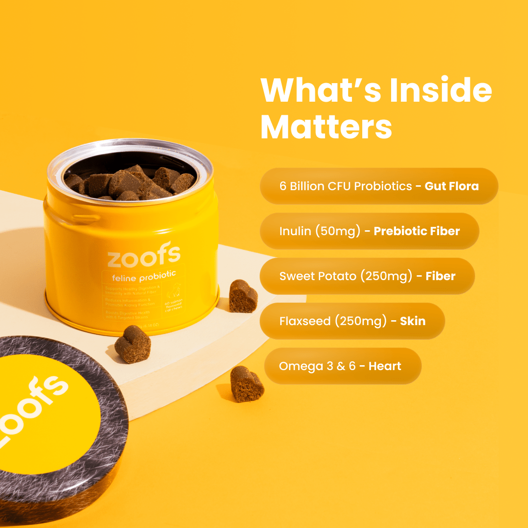 Probiotics for Cats - Gut & Digestive Health