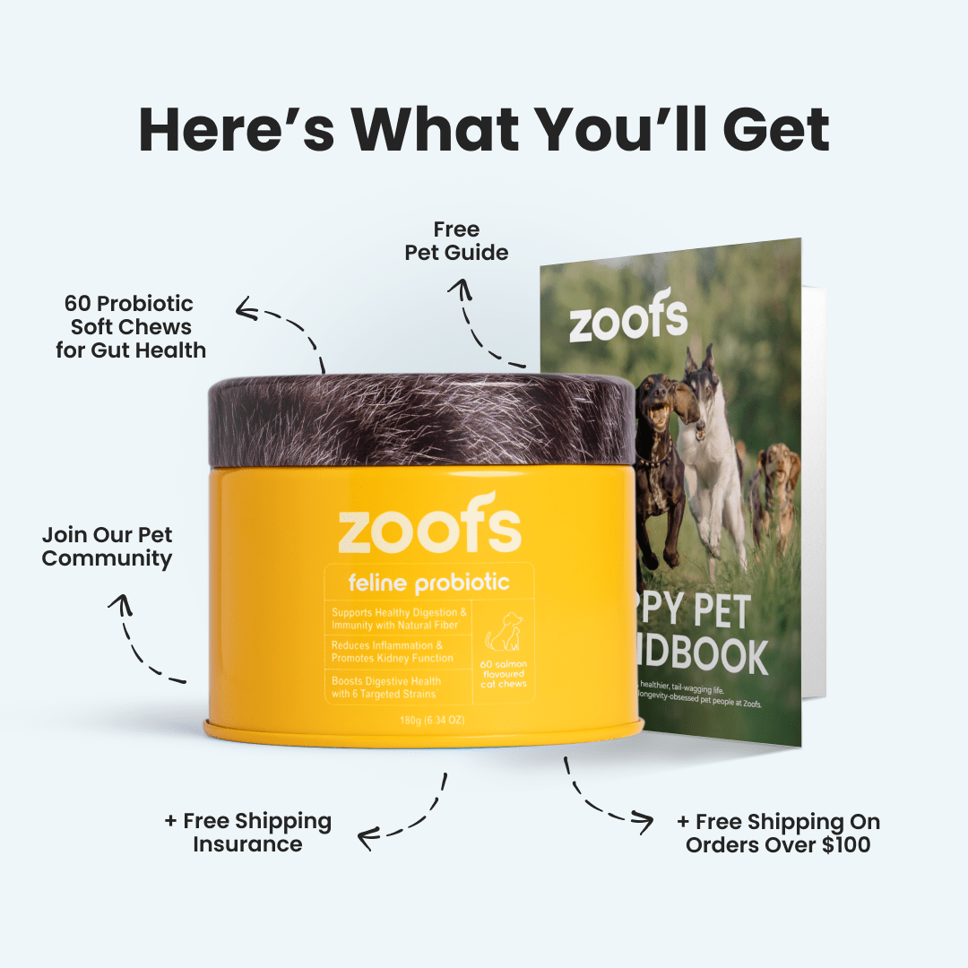 Probiotics for Cats - Gut & Digestive Health