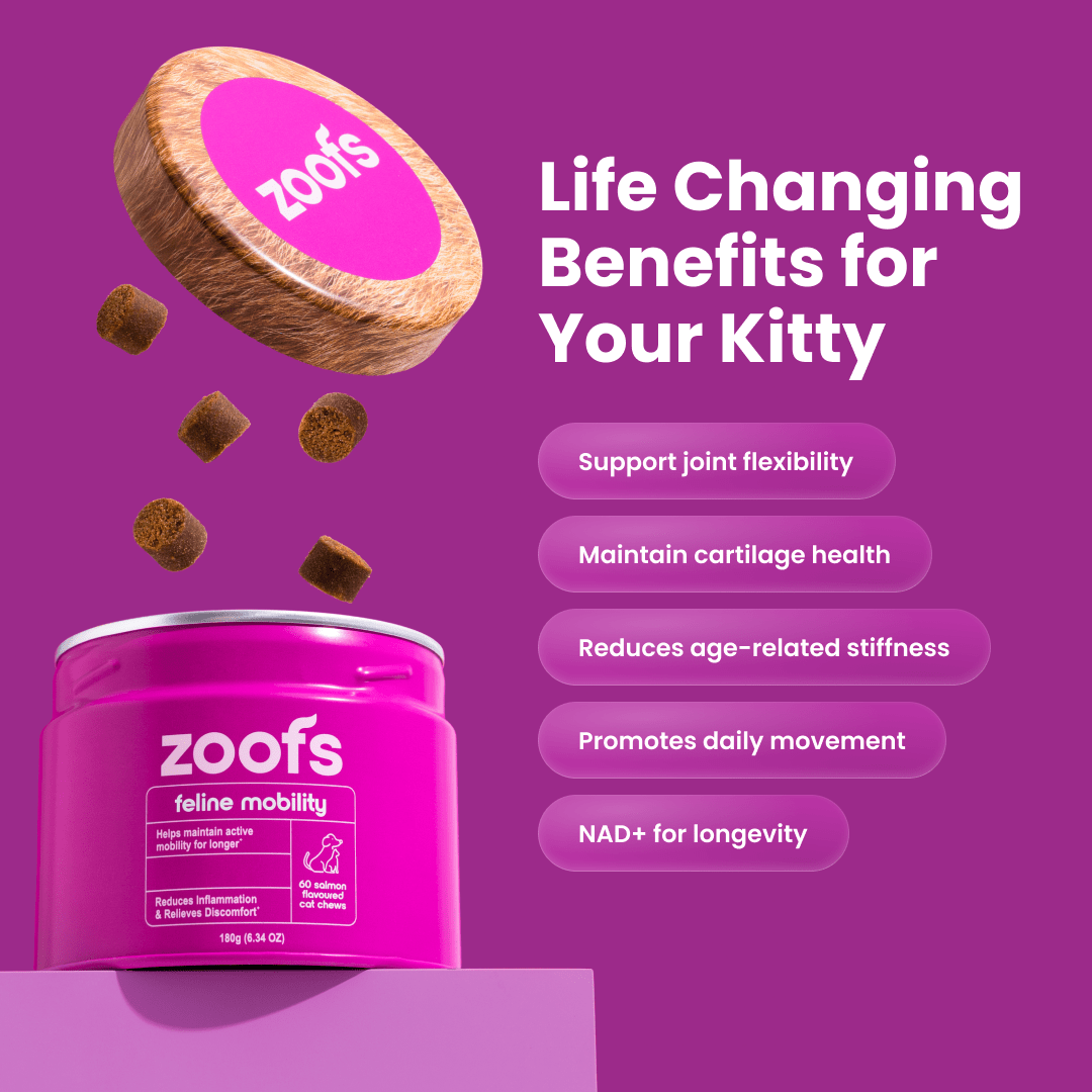Mobility for Cats - Hip & Joint Health