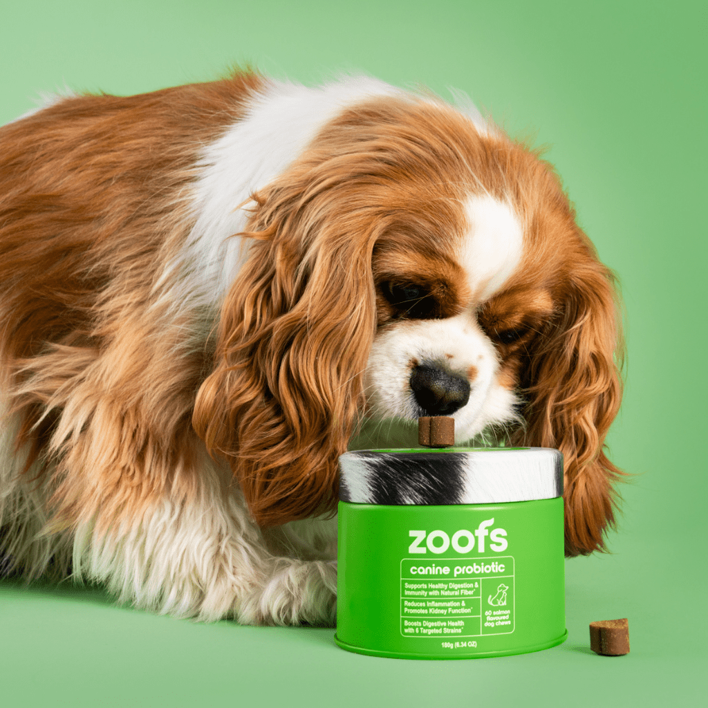 Probiotics for Dogs - Gut & Digestive Health