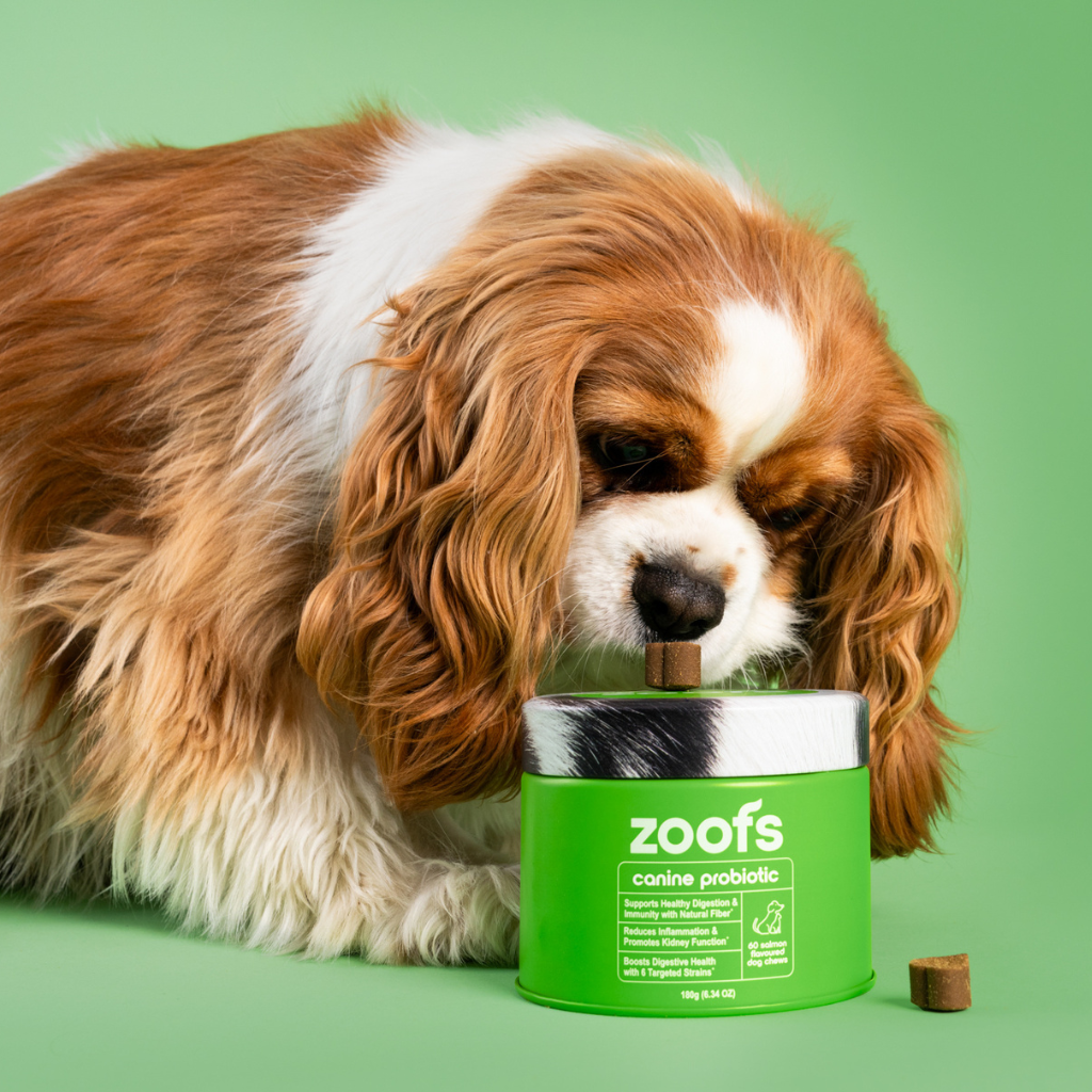 Active Bundle for Dogs - Mobility, Longevity, Gut & Digestive Health