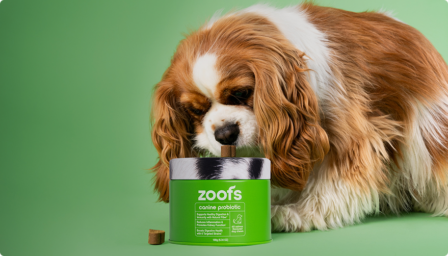 Shop for Dogs